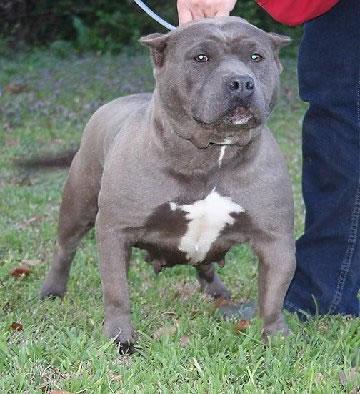 American Pit Bull Puppies for Sale
